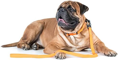 רצועת כלבים כבדה 10 רגל לכלבים בינוניים וגדולים קטנים - רצועת כלבים עמידה לגור - רצועת הליכה לכלבי גזע גדולים