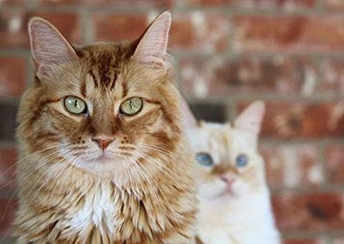 פרוביוטיקה חתול להקאה-פרוביוטיקה סיוע לחתולים-תמיכה חיסונית-מערכת עיכול בריאה-חתול שלשול הקלה-3 בקבוקים